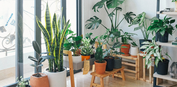 5 Benefits Of Growing Plants Indoors