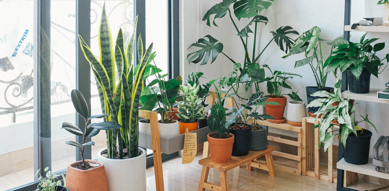 5 Benefits Of Growing Plants Indoors