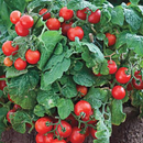 Various Vegetable Seed Pods for the AEVA and EVE Indoor Gardening System