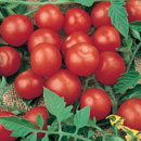 Various Vegetable Seed Pods for the AEVA and EVE Indoor Gardening System